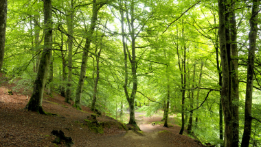 green woodland burials funeral directors Sheffield